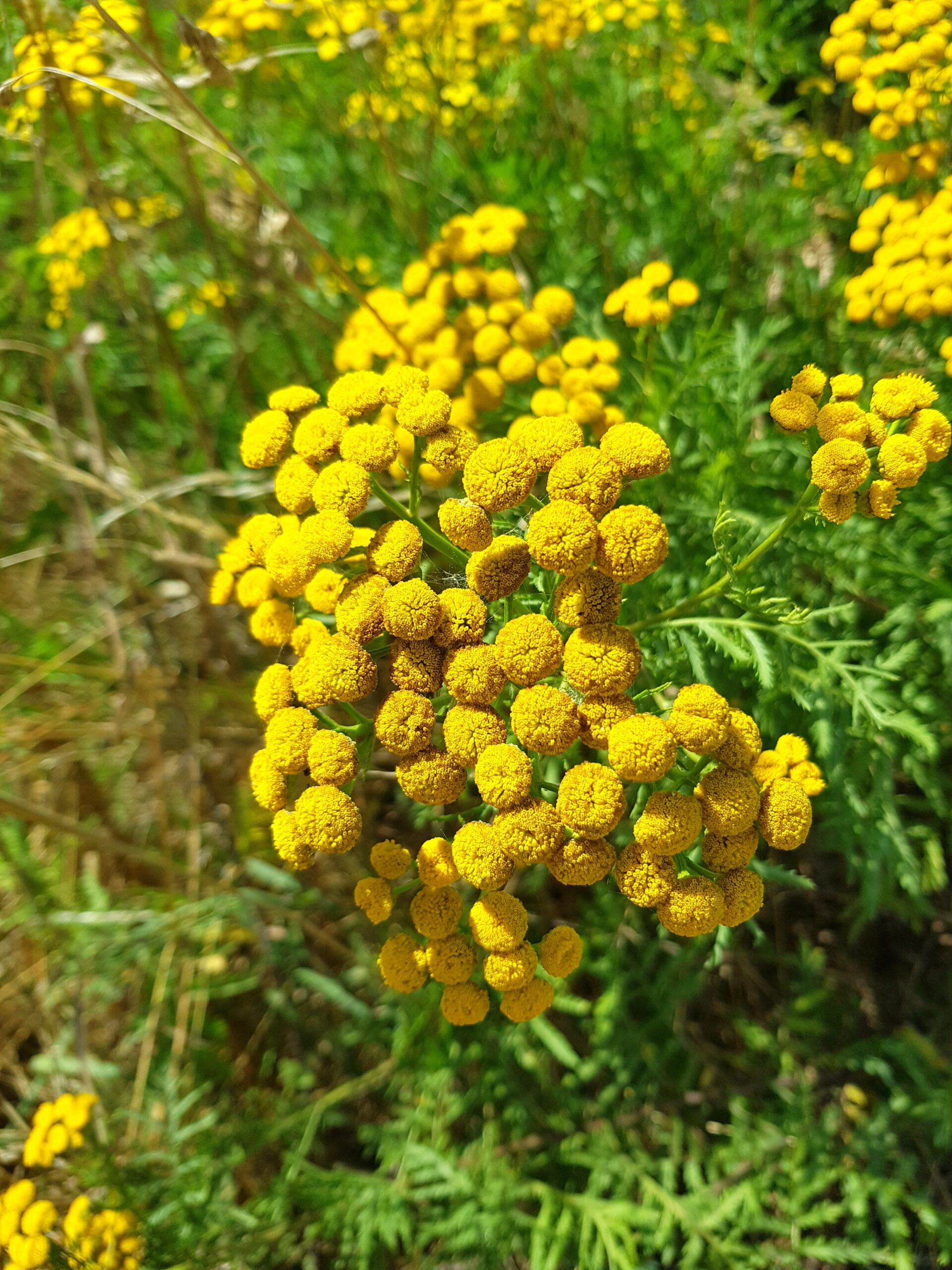 Buggenhoutbos (Buggenhout) - Econista